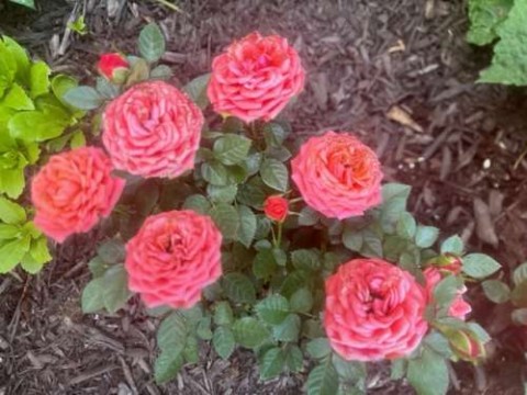 The roses are in full bloom.