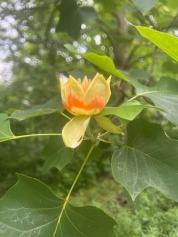 The tulip trees bloomed beautifully this year. 