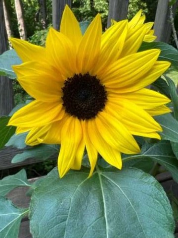 My daughter surprised me with a big, beautiful pot of sunflowers!