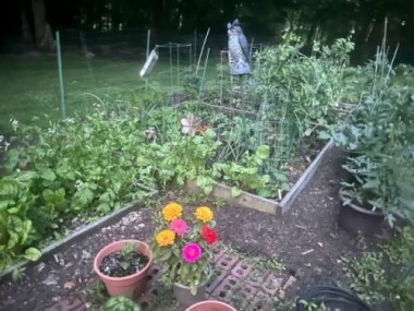 The veggie garden is so full and lush this year. We have had a bumper crop of snow peas, and the tomatoes made it through the cool nights, growing up nicely.