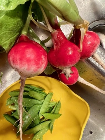 Morning’s pickins of radishes and peas for tonight’s salad