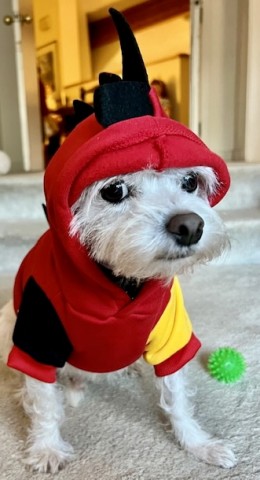Speaking of scruffy pups, my lil’ dinosaur is ready for Halloween. Don’t let the side eye fool you, he loves his cozy sweatshirt.