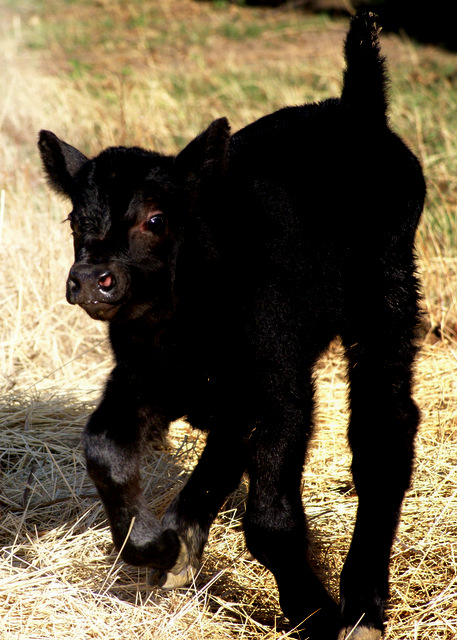 The Calf And The Kitchen Sink